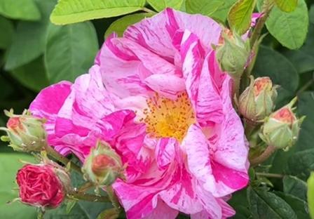 Rosa gallica officinalis 'Versicolor,' or "Rosa Mundi" is a sport of R. gallica officinalis and has variegated blooms of pale pink with deeper crimson stripes and streaks.