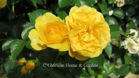 Floribunda rose 'Julia Child' is pure sunshine yellow.