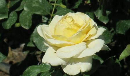 Rosa 'La Perla' is a creamy yellow hybrid tea.