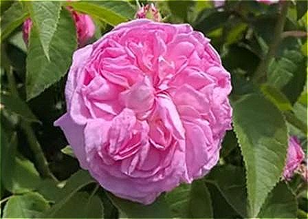 Rosa 'La Ville de Bruxelles' is a Damask rose of a clear pink.