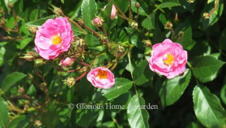 Shrub rose 'Martha's Vineyard' has semi-double pink blooms in big clusters that continue all summer.  It grows to about 4' x 4.'