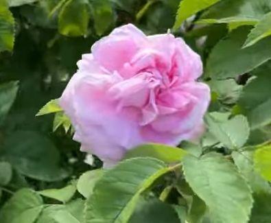 Rosa 'Madame Louis Leveque'