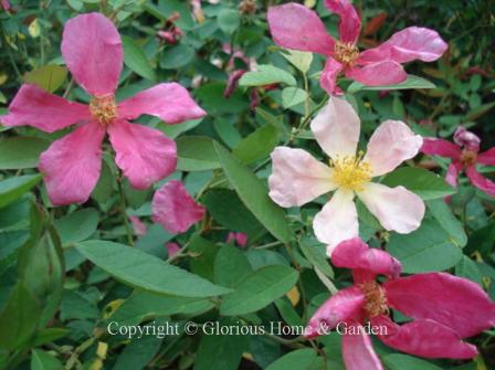 Rosa 'Mutabilis,' the butterfly rose, has a single flower that changes color from yellow to pink to crimson, usually all colors are present at one time.