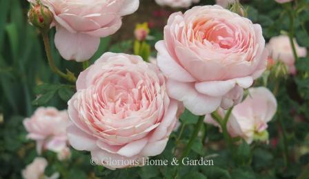 David Austin rose 'Queen of Sweden' is a lovely soft pink with blooms tightly packed with petals and a lovely fragrance.  It grows to about 5.'