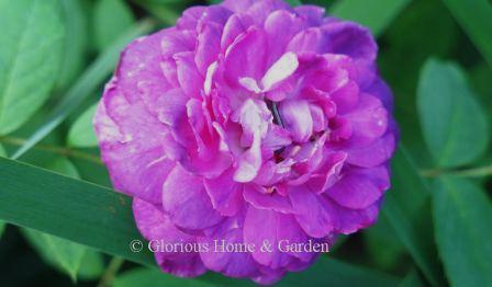 Rosa 'Reine des Violettes'