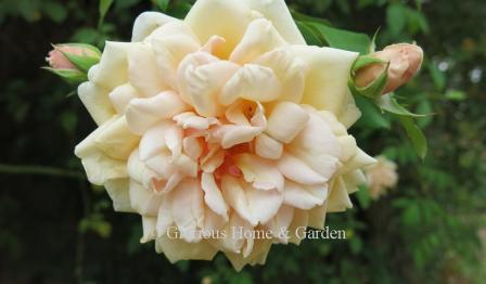 Rosa 'Reve d'Or' is a soft apricot noisette climber, 1869.