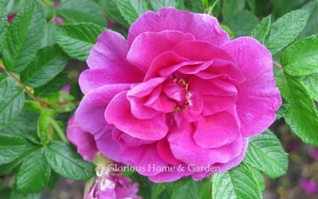 Rosa 'Roseraie de l'Hay' Rosa 'Roseraie de l'Hay'