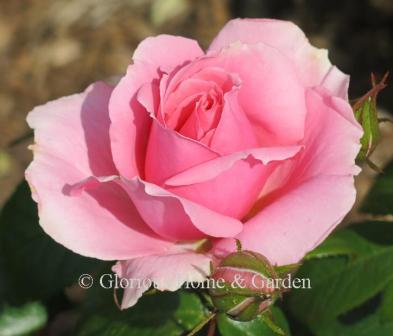 Rosa 'You're Beautiful' is well-named--a beautiful clear pink with good form.