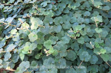 Rubus pentalobus