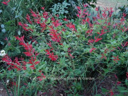 Salvia elegans