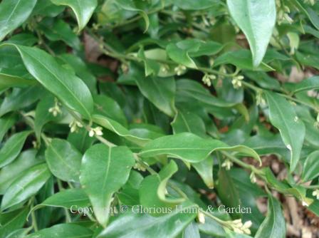 Sarcococca confusa