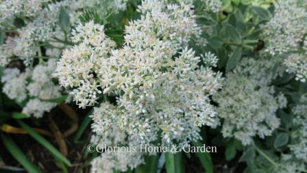 Sedum 'Frosty Morn' has very pale pink to white flowers and variegated foliage.
