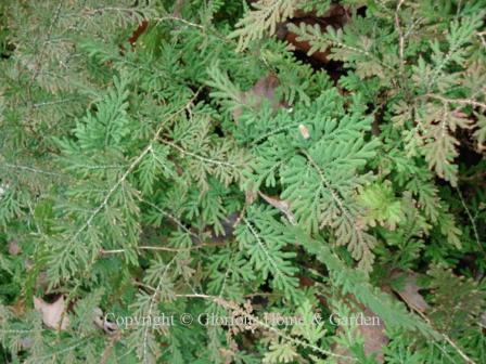 Selaginella braunii