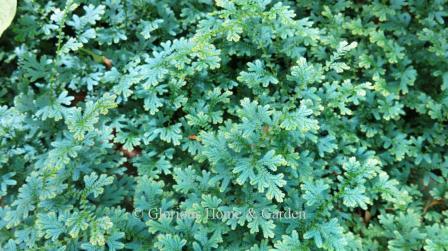 Selaginella uncinata