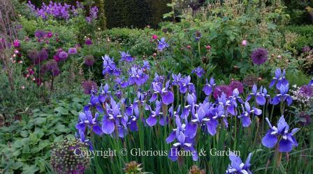 Iris sibirica 'Placid Waters' at Sissinghurst