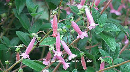 Sinningia 'Arkansas Bells' has tubular pink flowers and blooms from early summer until fall.
