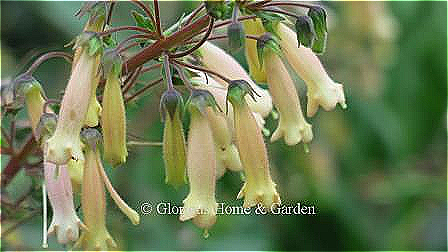 Sinninggia 'Bananas Foster' has soft yellow tubular flowers and blooms for a long period from late spring until fall.