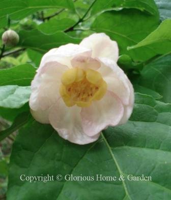 Sinocalycanthus chinensis has white flowers suffused with pale pink and large leaves.