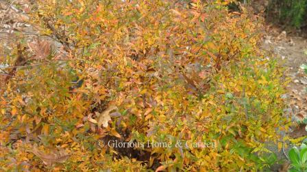 Spiraea japonica Neon Flash