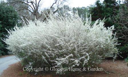 Spiraea prunifolia