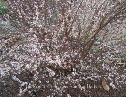 Spiraea thunbergii 'Fugino Pink'