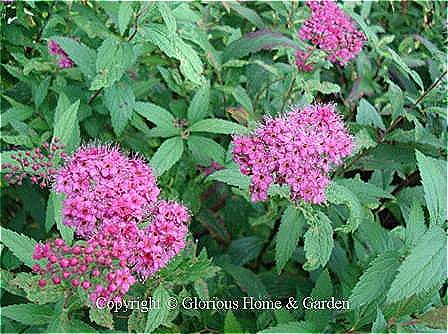 Spiraea x bulmalda 'Anthony Waterer' has pink clusters of flowers in summer.