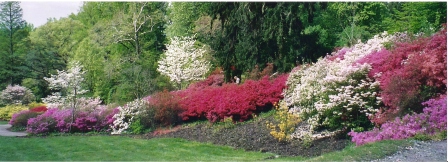 Spring Flowering Shrubs
