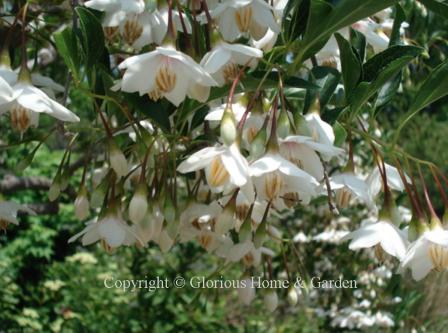 Styrax japonicus 'Rubra Pendula'