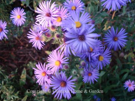 Symphyotrichum novae-angliae 'English Countryside'