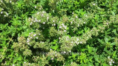 Thymus serpyllum 'Albus,' creeping thyme is an evergreen ground cover perfect for a sunny, well-drained location with tiny white flowers and spreading stems.