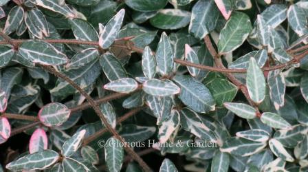 Trachelospermum asiaticum 'Chirimen' has dark green narrow leaves with silver veining.