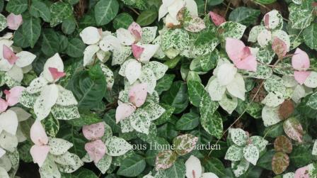 Trachelospermum asiaticum 'Snow-N-Summer'
