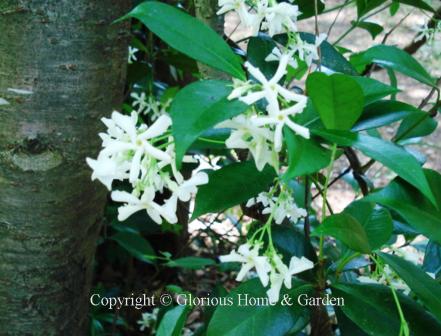 Trachelospermum jasminoides