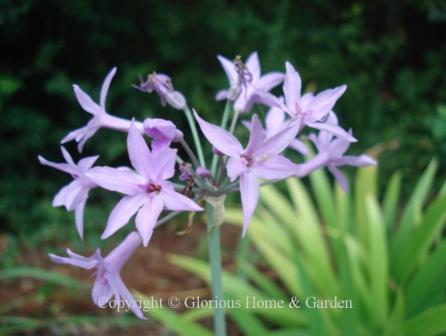 Tulbaghia violacea