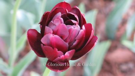 Tulipa 'Black Hero' is in the Division 11 Double Late class.  A sport of the beloved 'Queen of Night,' in the same deep blackish-purple.