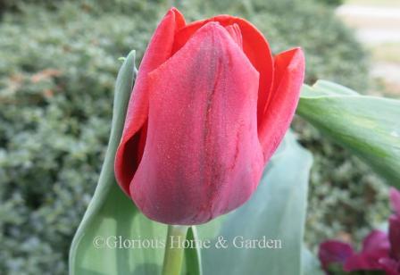 Tulipa 'Couleur Cardinal' is an example of the Division 1 Single Early class.  This classic tulip is red with flushed with rose on the outer petals.