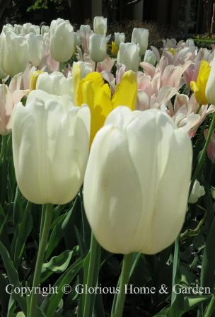 Tulipa 'Maureen' is an example of the Division 5 Single Late class in pure white.