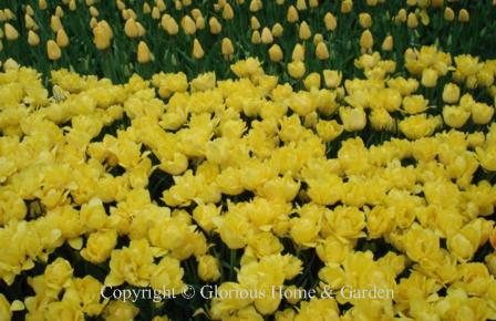 Tulipa 'Monte Carlo' is an example of the Division 2 Double Early class in solid yellow.