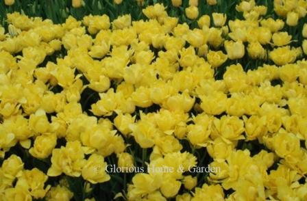 Tulipa 'Monte  Carlo' is a bright yellow Division 2 Double Early tulip.