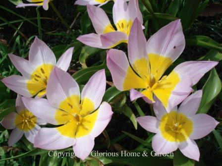 Tulipa saxatilis is in the Division 15 Species class.  These low growers open their distinctive pinkish-lilac petals  wide to reveal  bright yellow centers.