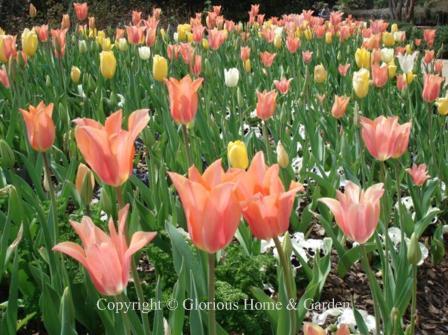 Tulips 'Perestroyka,' apricot, 'Big Smile,' yellow, and 'Maureen' White.