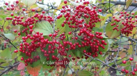 Viburnum dilatatum, linden viburnum