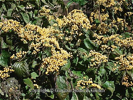 Viburnum dilatatum 'Michael Dodge'