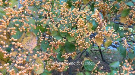 Viburnum dilatatum 'Xanthocarpum'