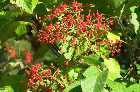 Viburnum dilatatum 'Erie'