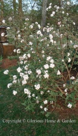 Viburnum x juddii