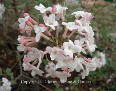 Viburnum x burkwoodii 'Mohawk'