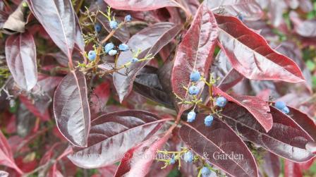 Viburnum nudum 'Winterthur' has outstanding burgundy fall color on glossy, leathery leaves.  Small blue fruits add to the decoration.