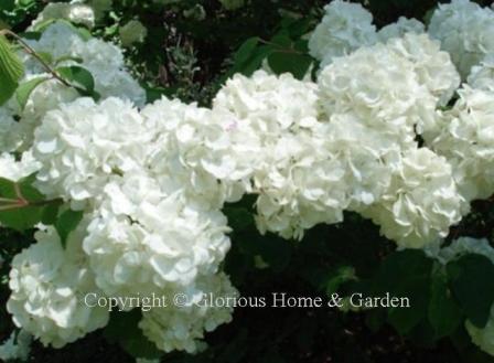 Viburnum plicatum var. tomentosum 'Popcorn'