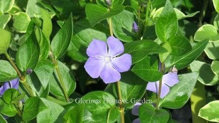 Vinca major, large periwinkle is an evergreen ground cover with glossy foliage and blue flowers.